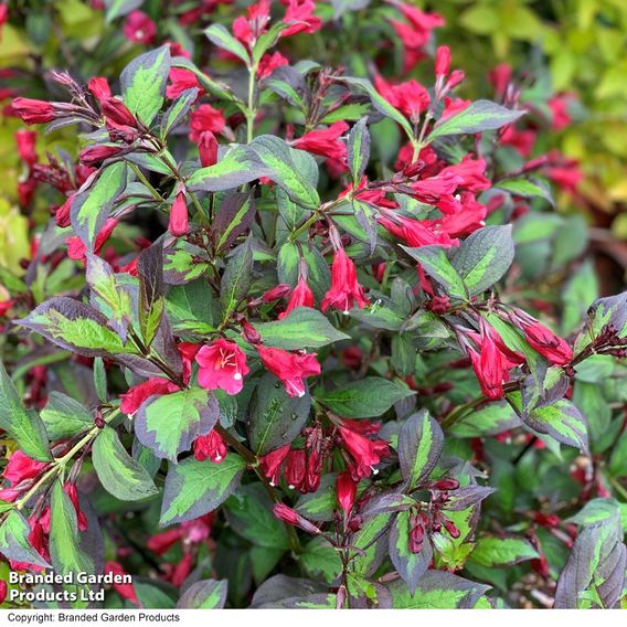 Weigela 'Camouflage'