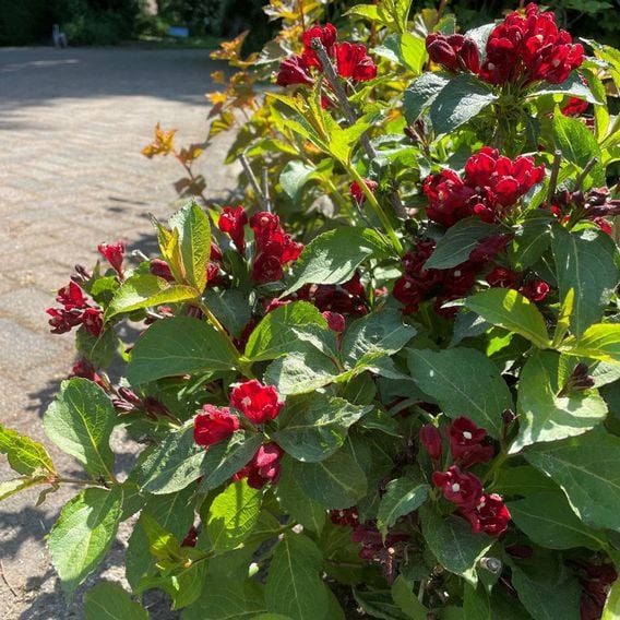 Weigela 'Cherry Love'