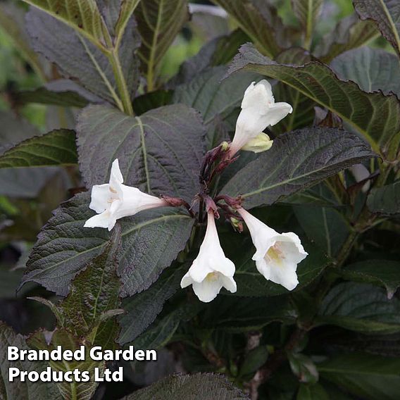 Weigela 'Ebony and Ivory'