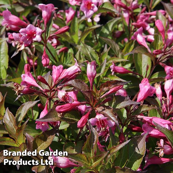 Weigela 'Minuet'
