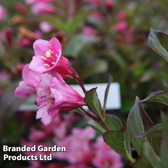 Weigela 'Minuet'