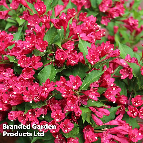 Weigela 'Picobella Rosa'