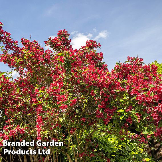 Weigela 'Picobella Rosa'