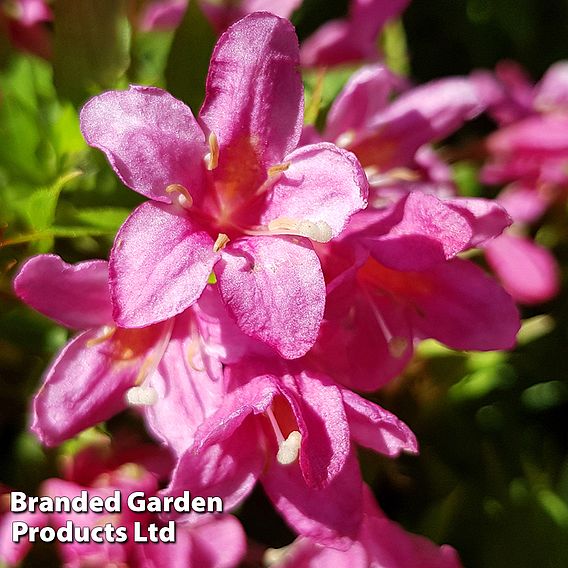 Weigela 'Picobella Rosa'