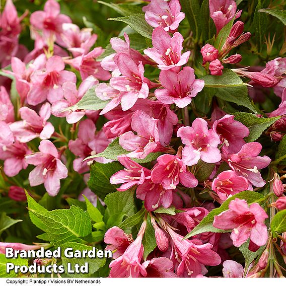 Weigela 'Picobella Rosa'