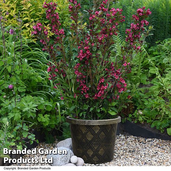 Weigela Towers of Flowers® 'Cherry'