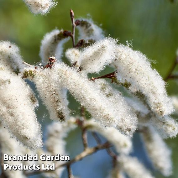 White Poplar (Hedging)