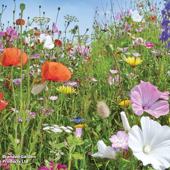 Wildflower Mix Collection - Seeds
