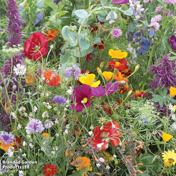 Wildflower Mix Collection - Seeds