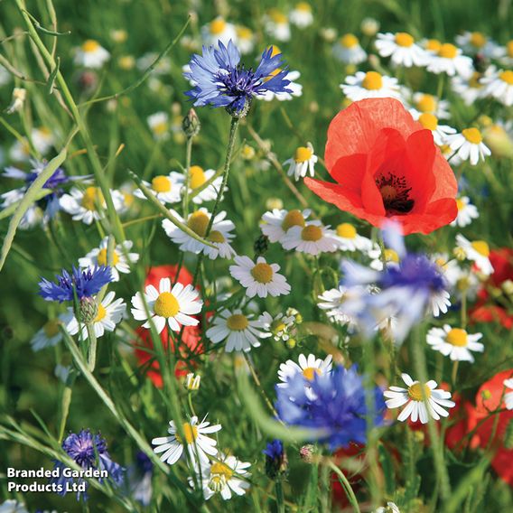 Wildflower Mix Collection - Seeds