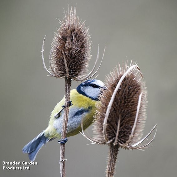 Teasel - Wildlife Garden Seeds