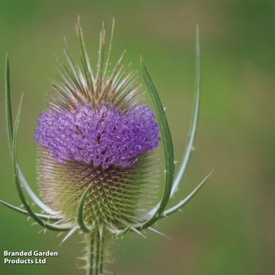 Teasel - Wildlife Garden Seeds