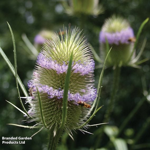 Teasel - Wildlife Garden Seeds