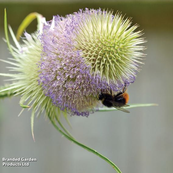Teasel - Wildlife Garden Seeds