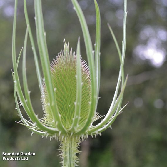 Teasel - Wildlife Garden Seeds
