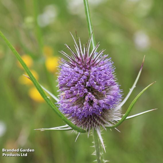 Teasel - Wildlife Garden Seeds