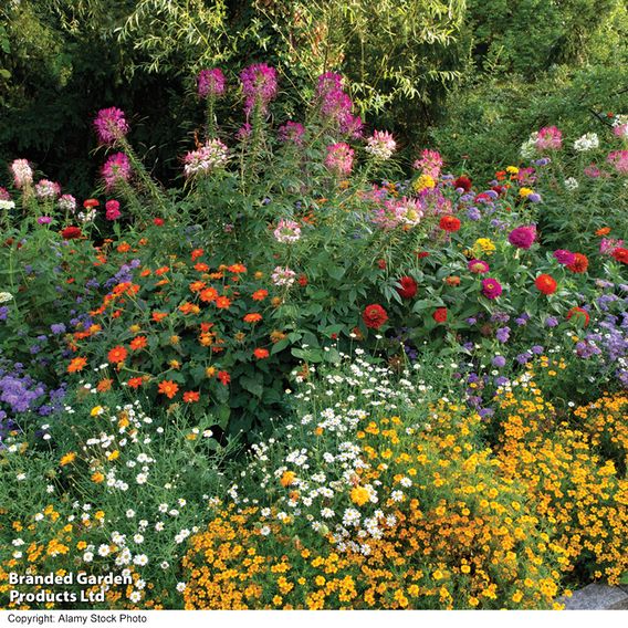 Wildflower Mix Collection - Seeds