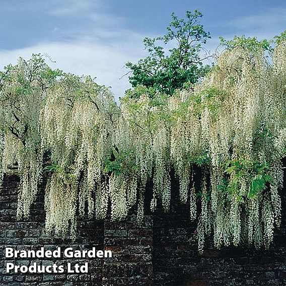 Wisteria floribunda 'Alba'