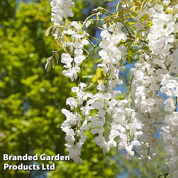 Wisteria sinensis f. alba