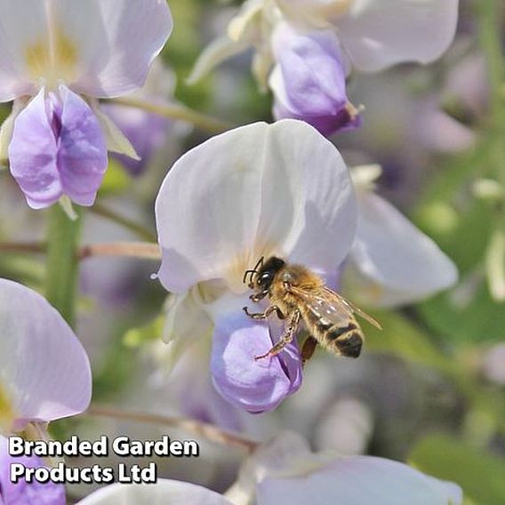 Wisteria floribunda 'Geisha'