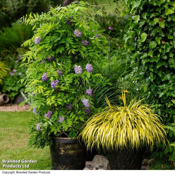 Wisteria frutescens 'Amethyst Falls'