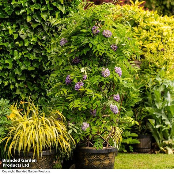 Wisteria frutescens 'Amethyst Falls'