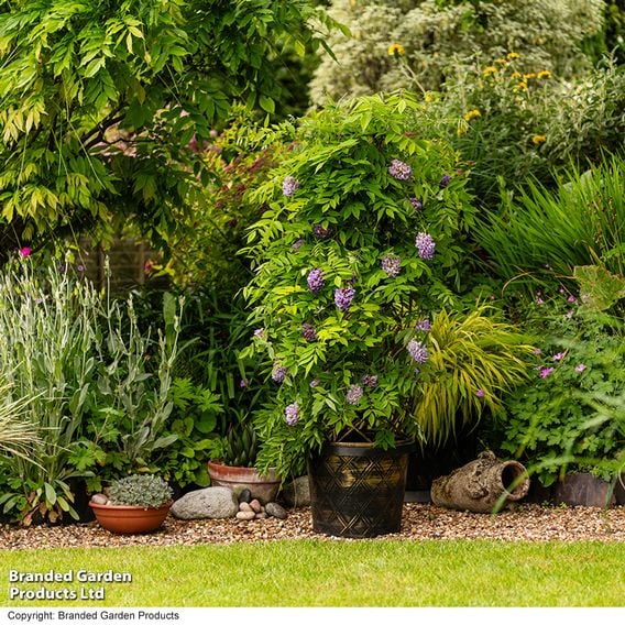 Wisteria frutescens 'Amethyst Falls'