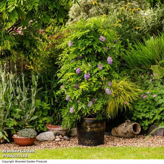 Wisteria frutescens 'Amethyst Falls'