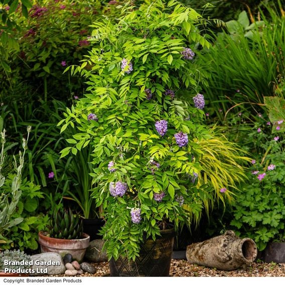 Wisteria frutescens 'Amethyst Falls'