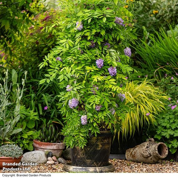 Wisteria frutescens 'Amethyst Falls'