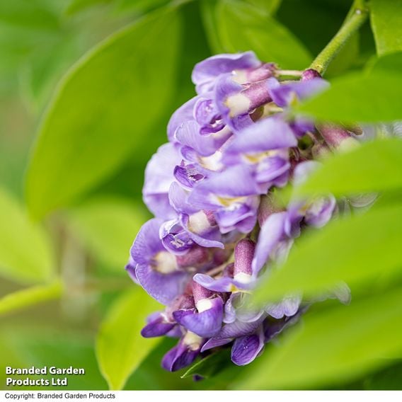 Wisteria frutescens 'Amethyst Falls'