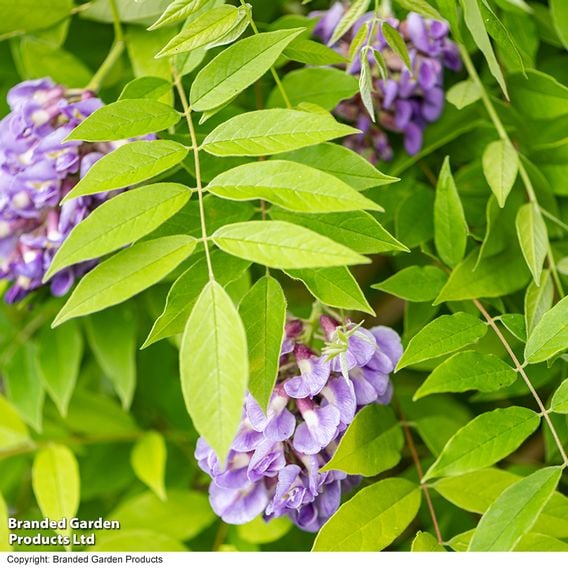 Wisteria frutescens 'Amethyst Falls'