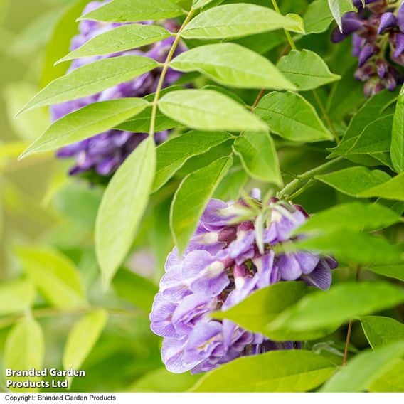 Wisteria frutescens 'Amethyst Falls'