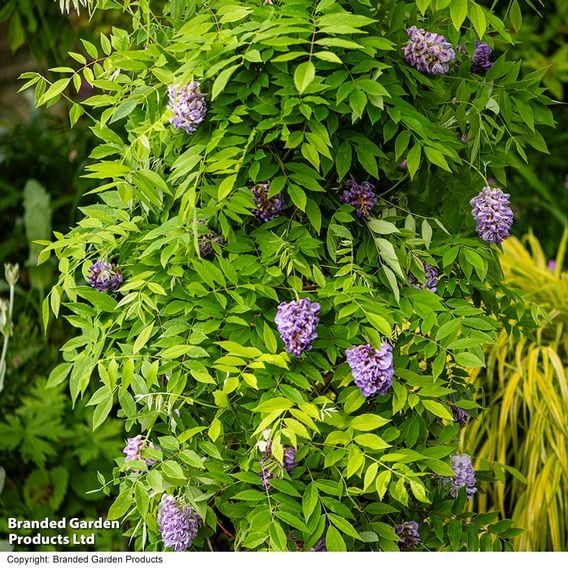 Wisteria frutescens 'Amethyst Falls'