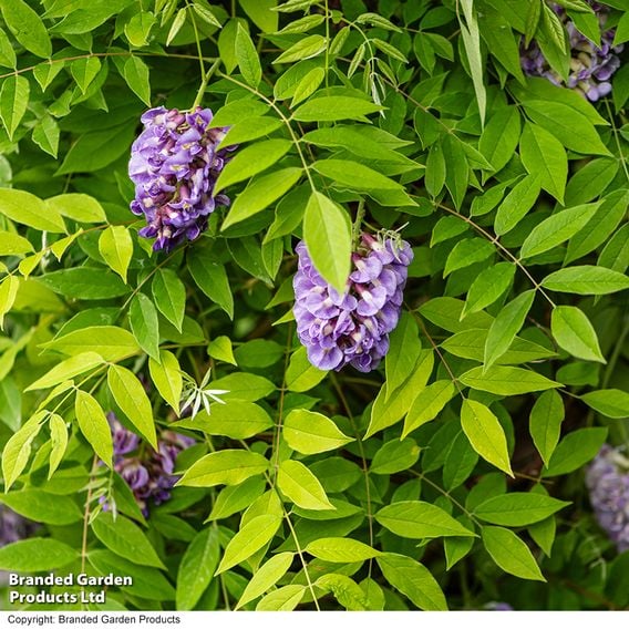 Wisteria frutescens 'Amethyst Falls'