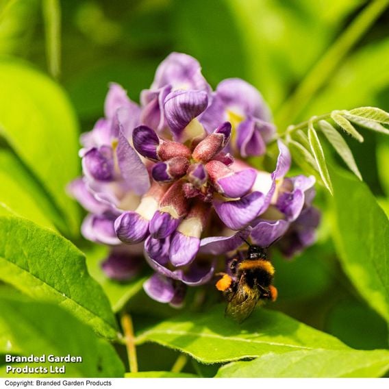 Wisteria frutescens 'Amethyst Falls'