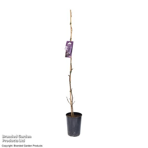Wisteria 'Caroline'