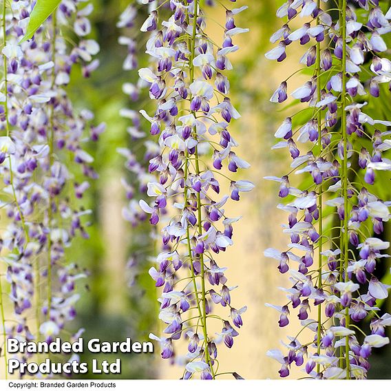 Wisteria floribunda 'Macrobotrys' Group