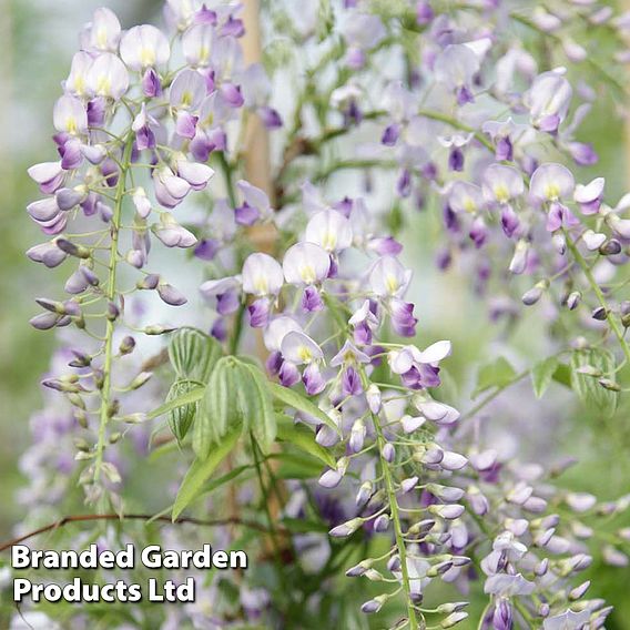 Wisteria sinensis 'Prolific'