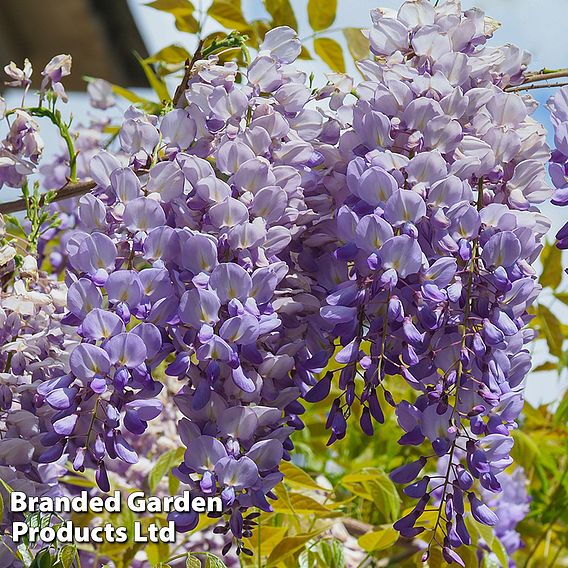 Wisteria sinensis 'Prolific'