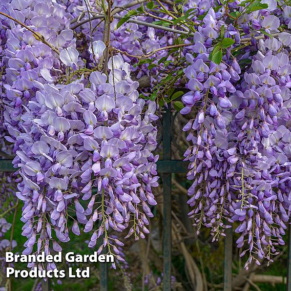 Wisteria sinensis 'Prolific'