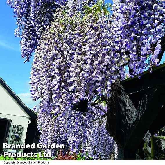 Wisteria sinensis 'Prolific'