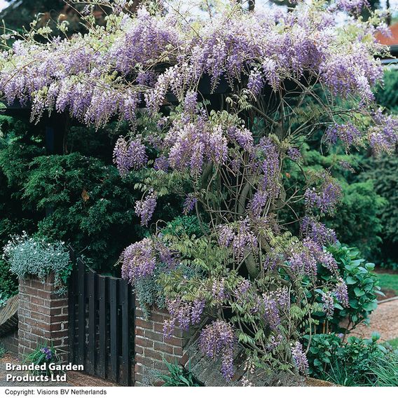 Wisteria sinensis