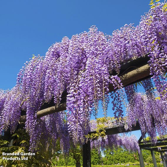 Wisteria sinensis
