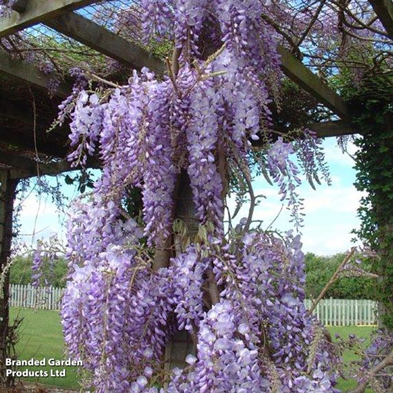Wisteria sinensis