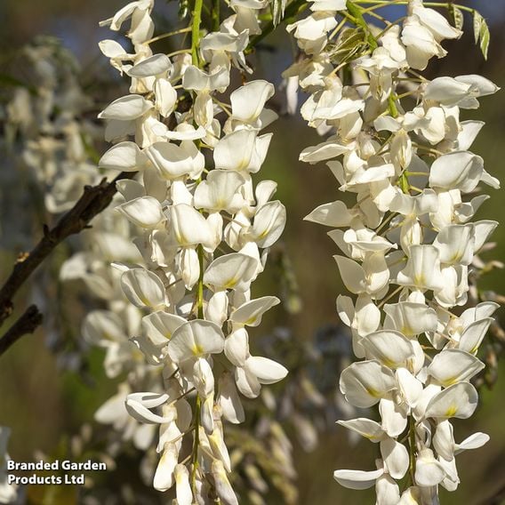 Wisteria brachybotrys 'White Silk'