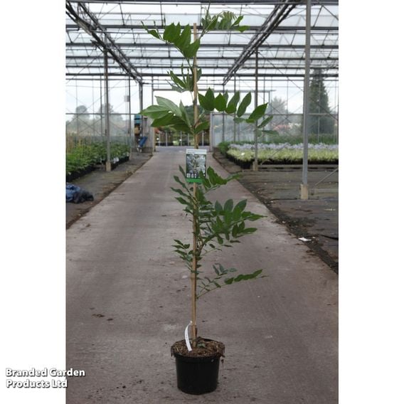Wisteria brachybotrys 'White Silk'