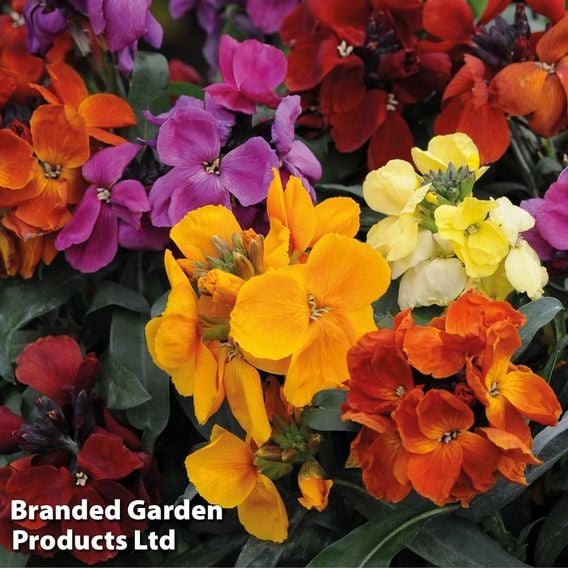 Wallflower 'Harlequin Mixed'