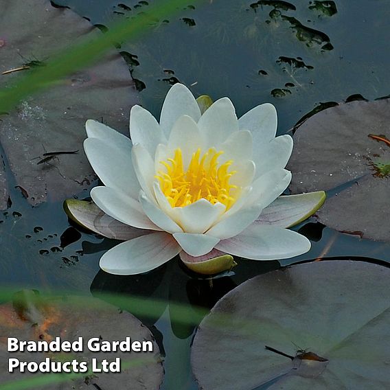 Water Lily Trio with a Pond Basket