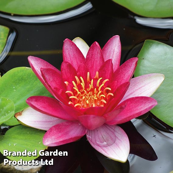 Water Lily Trio with a Pond Basket